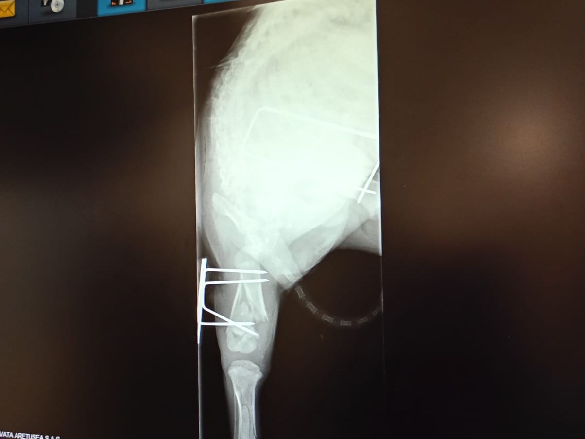 Vuoi adottare un cane a Siracusa?