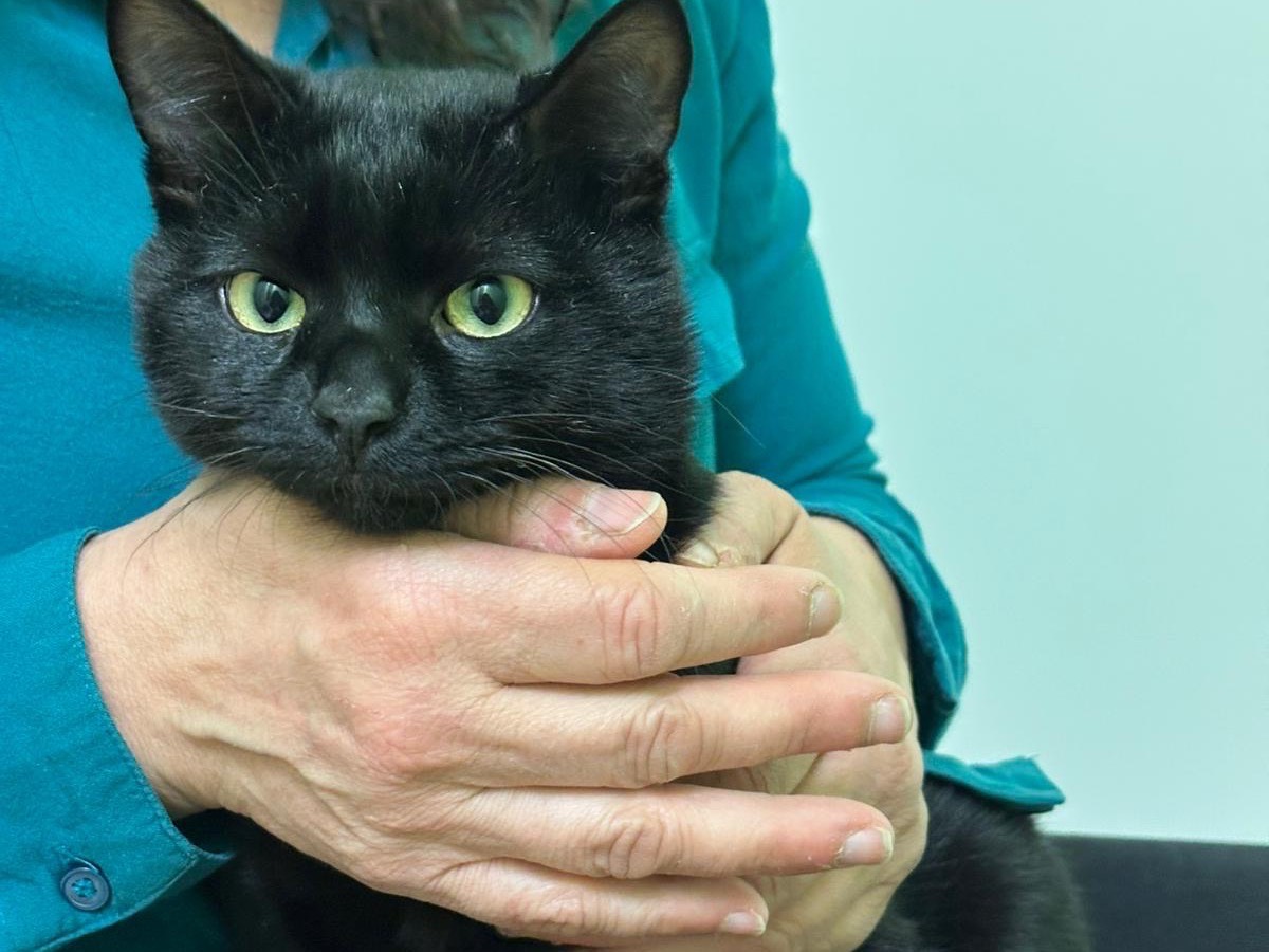 Adotta il gatto Salem a Siracusa
