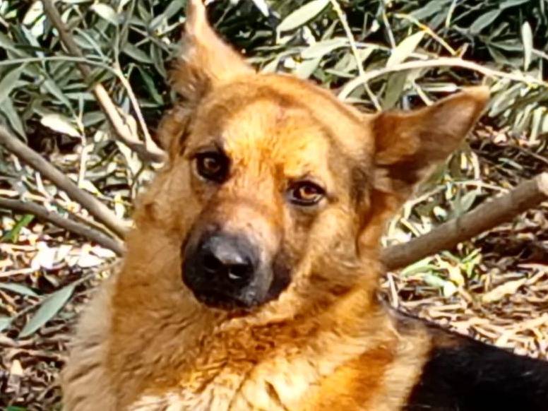 Adozione cane, maschio, Pastore tedesco Razza sconosciuta, 3 anni e 4 mesi, taglia media contenuta, Latina