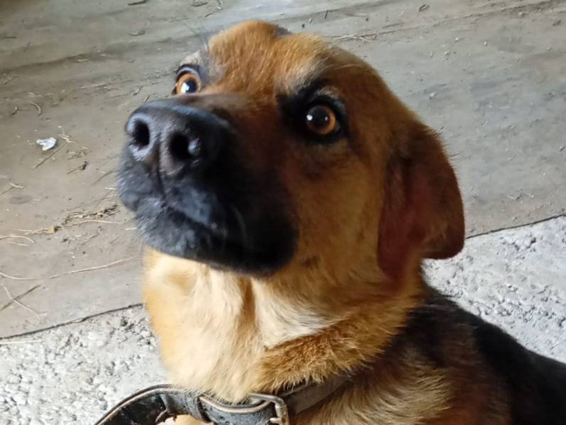 Adotta un cane, maschio, 3 anni e 4 mesi, Latina