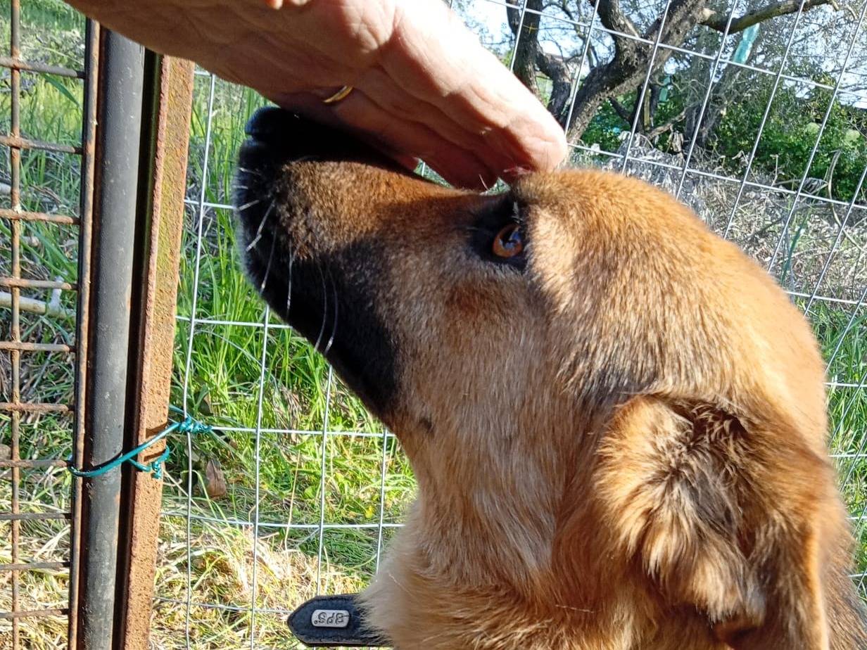 Adotta un cane, taglia media contenuta, maschio, Latina