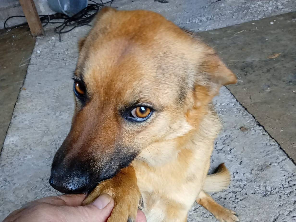 Vuoi adottare un cane a Latina?