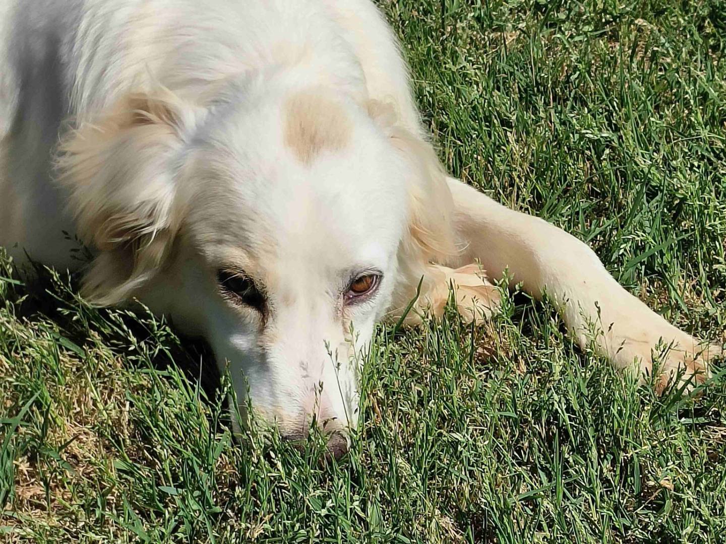 Adozione cane, maschio, Breton Razza sconosciuta, 2 anni e 11 mesi, taglia media contenuta, Latina
