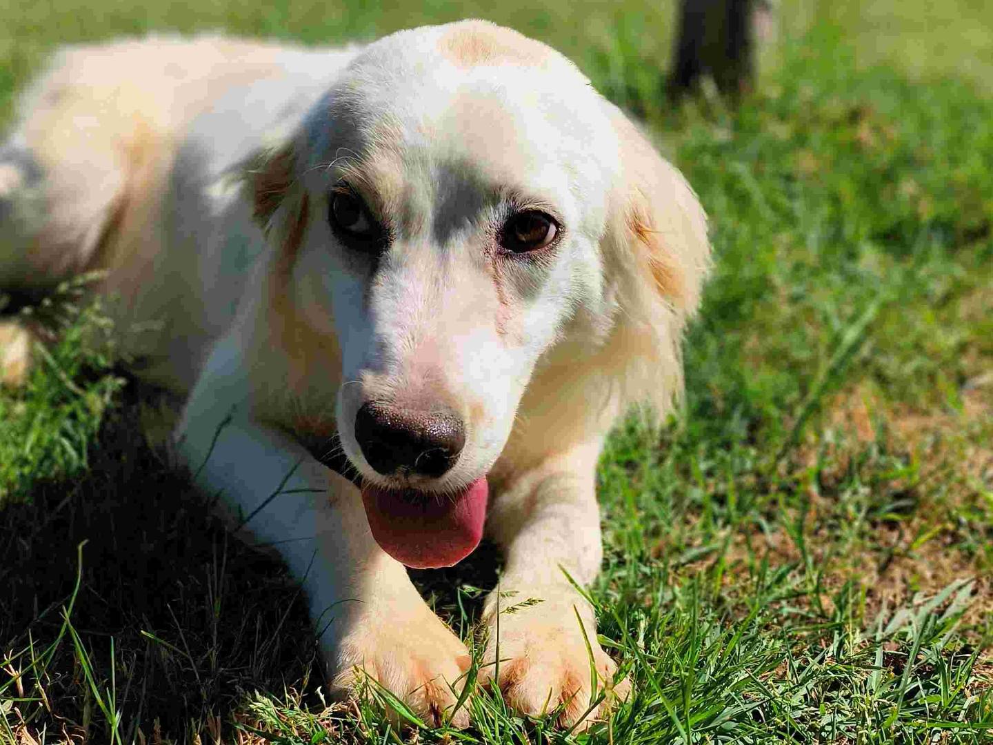 Adotta un cane, maschio, 2 anni e 11 mesi, Latina