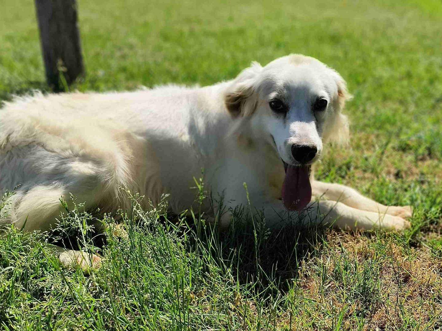 Adotta un cane, taglia media contenuta, maschio, Latina