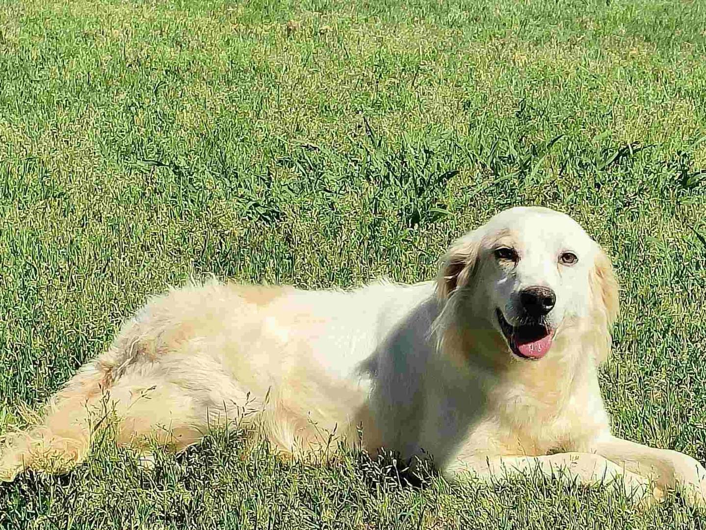 Vuoi adottare un cane a Latina?