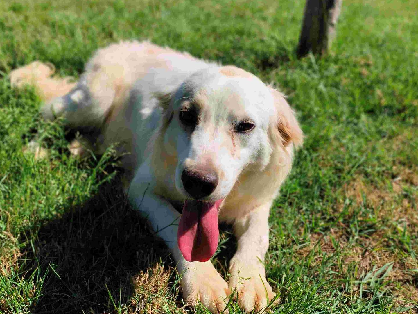 Adotta il cane Fish  a Latina
