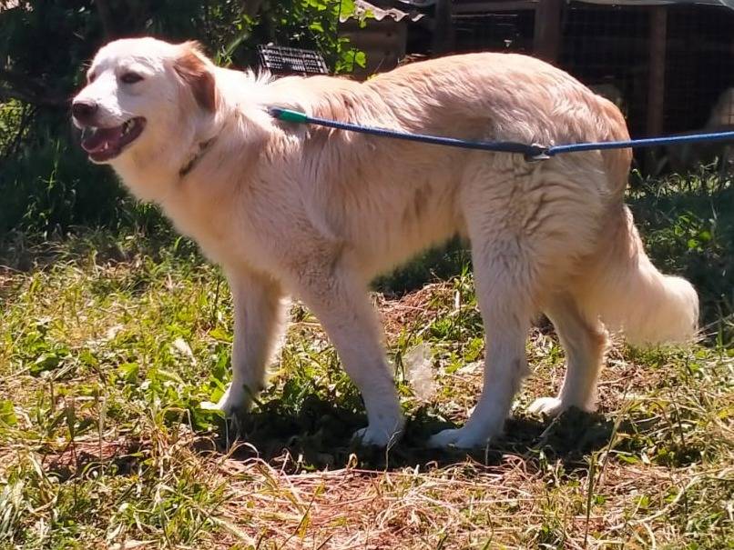 Adozione cane, maschio, Golden Retriever Razza sconosciuta, 8 mesi, taglia grande, Varese