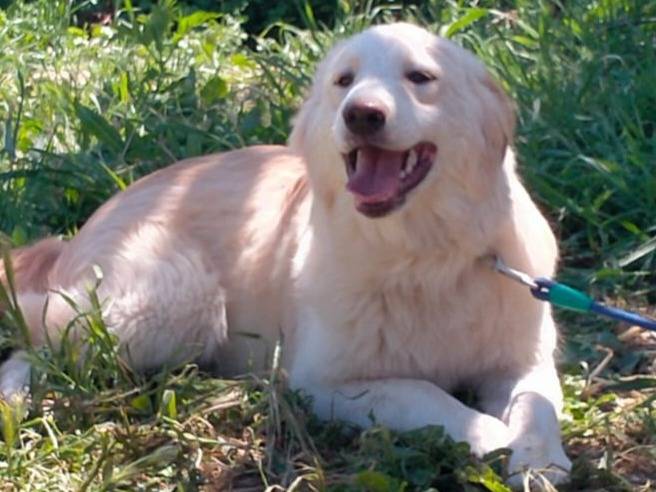 Adotta un cane, taglia grande, maschio, Varese