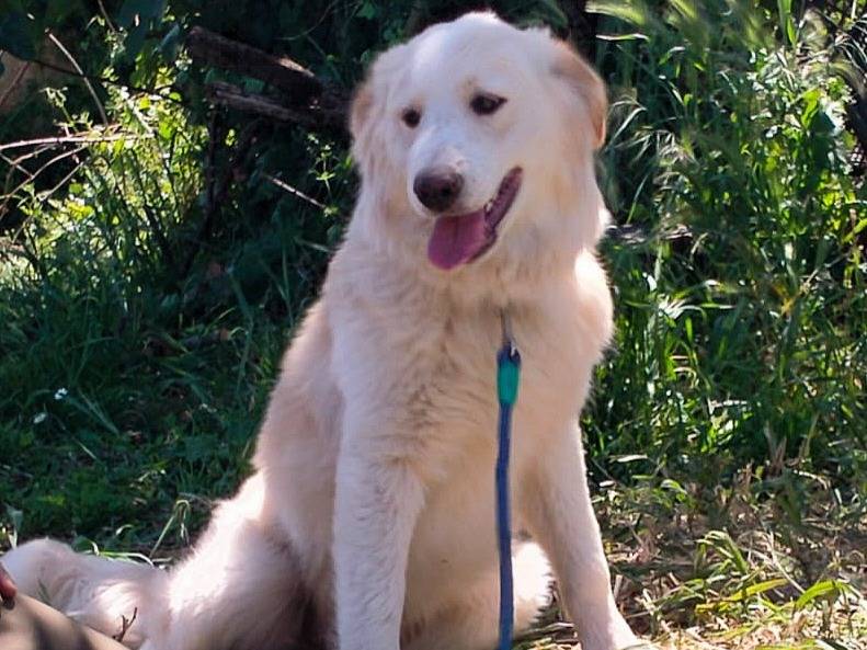 Adotta il cane TACO MIX GOLDEN RETRIVER  a Varese