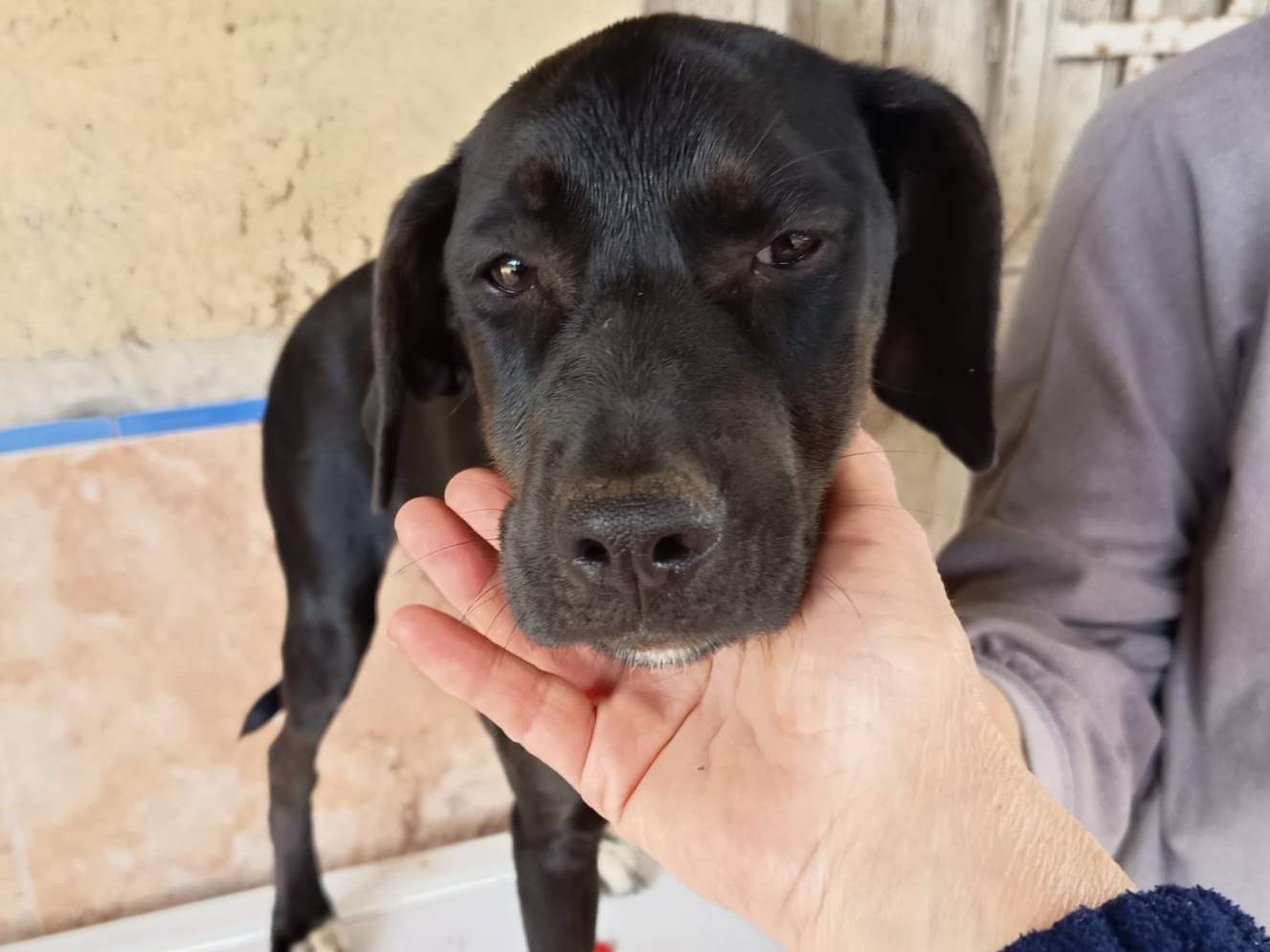 Adozione cane, femmina, Razza sconosciuta Razza sconosciuta, 5 mesi, taglia media, Varese