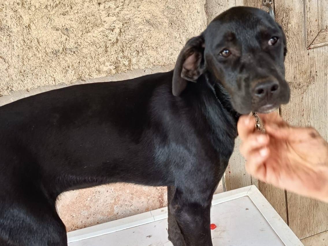 Adotta un cane, femmina, 5 mesi, Varese