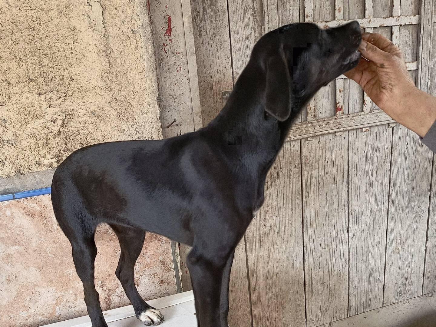 Adotta un cane, taglia media, femmina, Varese