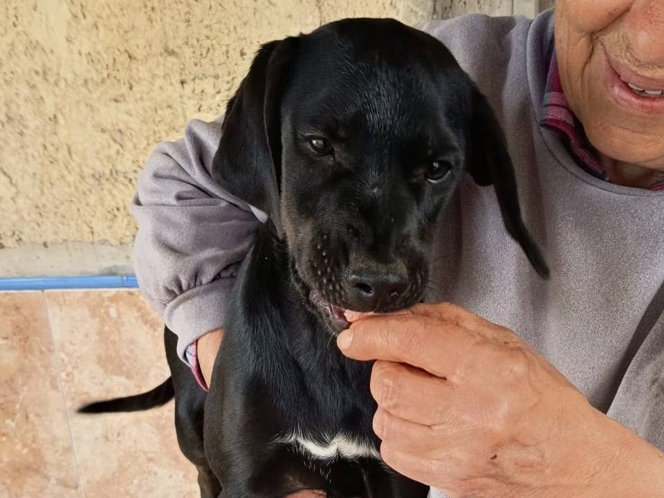 Vuoi adottare un cane a Varese?