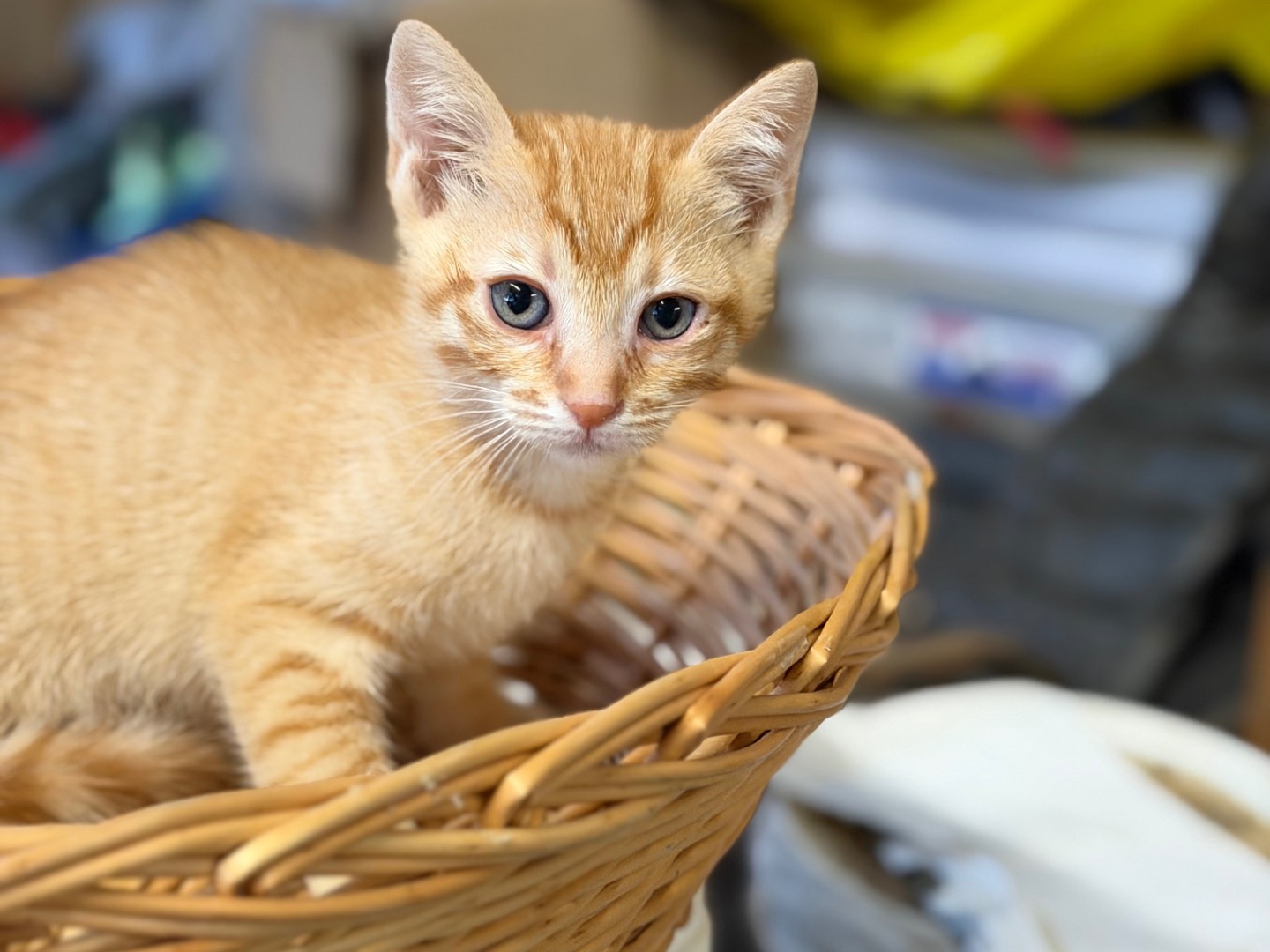 Adozione gatto, maschio, Razza sconosciuta Razza sconosciuta, 2 mesi, taglia non valida, Bologna