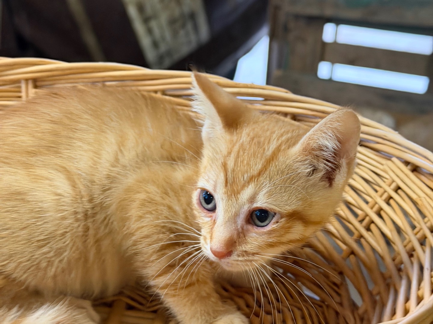 Adotta un gatto, maschio, 2 mesi, Bologna