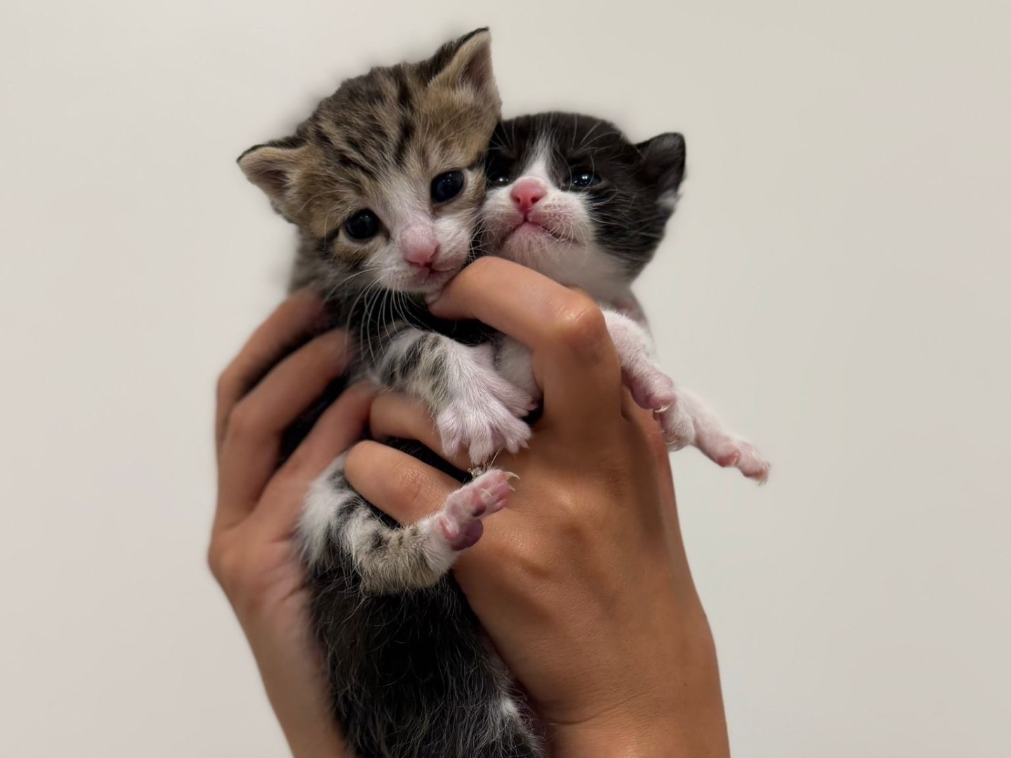 Adozione gatto, maschio, Razza sconosciuta Razza sconosciuta, 6 giorni, taglia non valida, Perugia