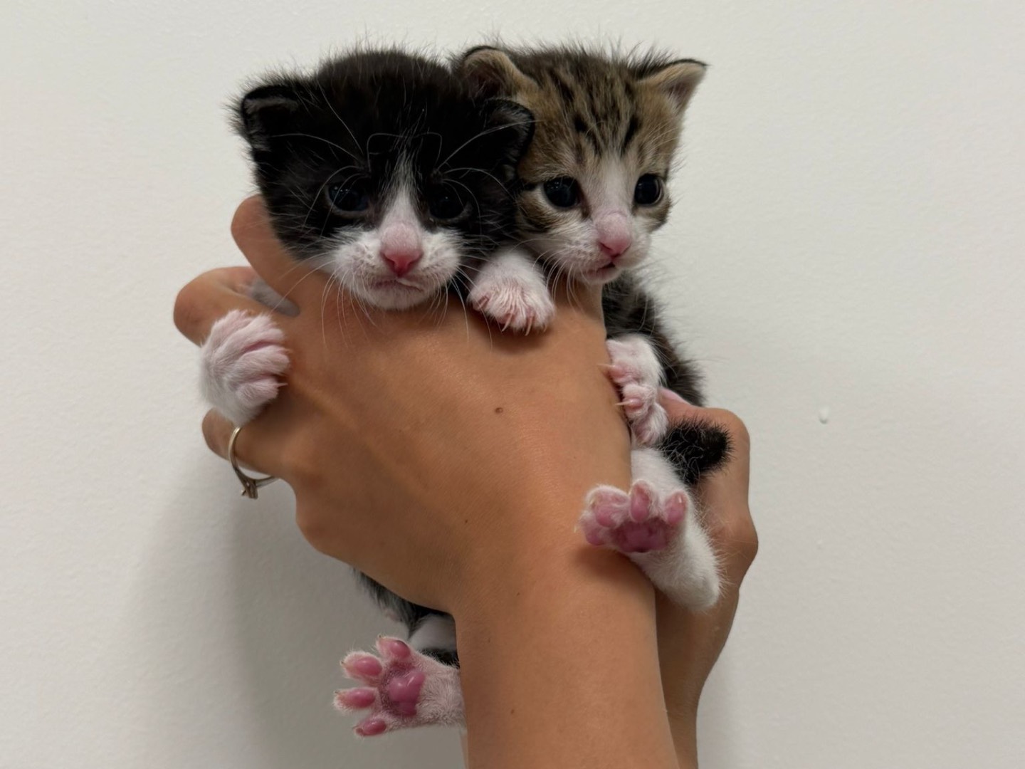 Adotta un gatto, taglia non valida, maschio, Perugia