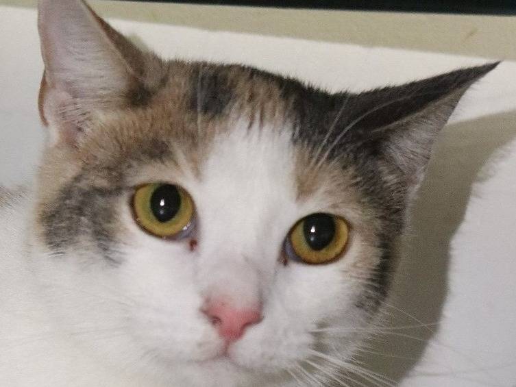 Adotta un gatto, femmina, 2 anni e 3 mesi, Milano