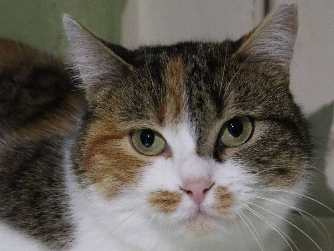 Adozione gatto, femmina, Razza sconosciuta Razza sconosciuta, 2 anni e 3 mesi, taglia non valida, Torino