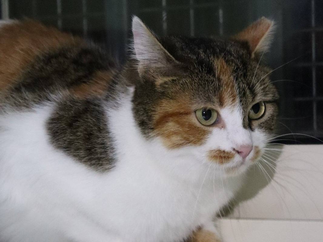 Adotta un gatto, taglia non valida, femmina, Torino