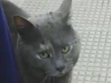 Adotta un gatto, femmina, 4 anni e 11 mesi, Genova