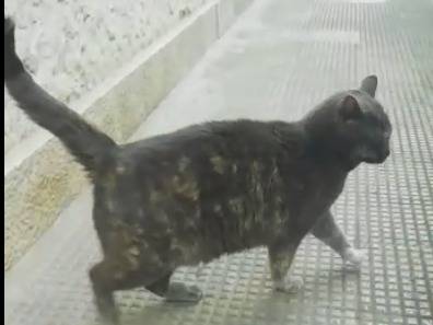 Adotta un gatto, taglia non valida, femmina, Genova