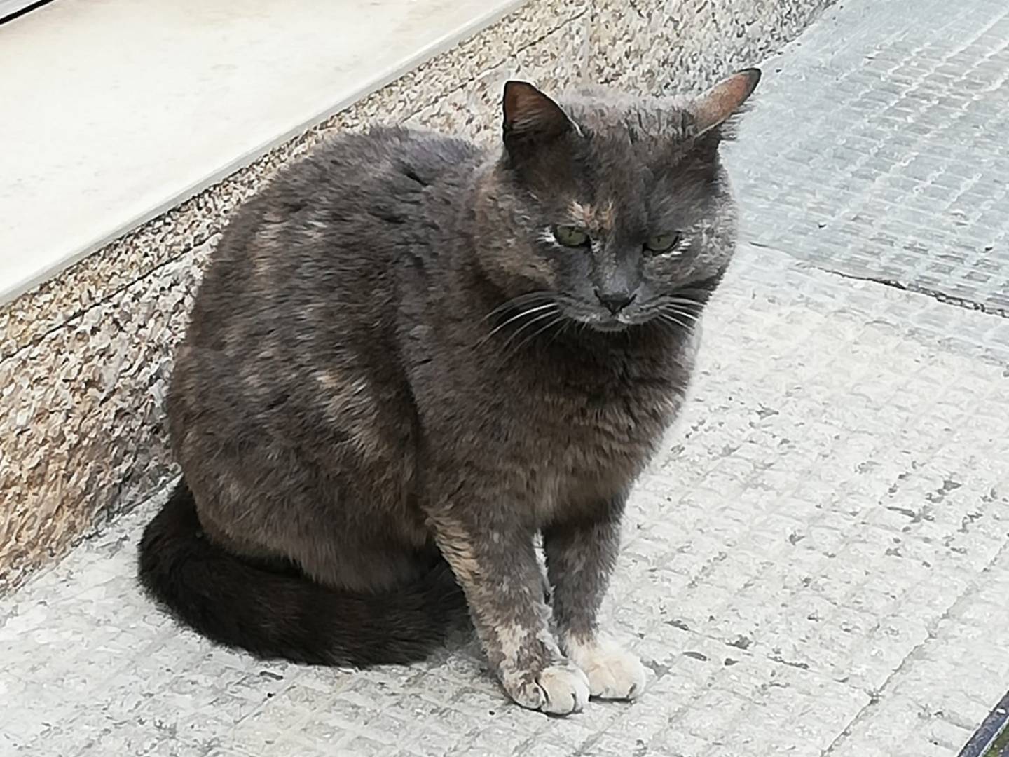 Adotta il gatto Raviolina a Genova