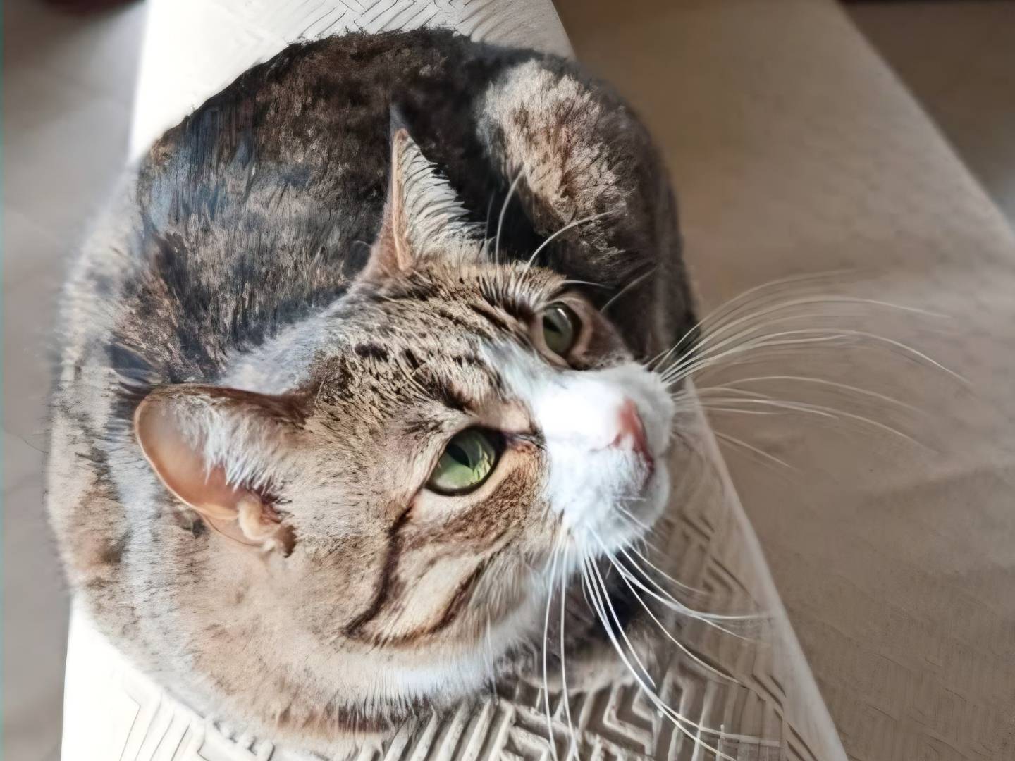 Adozione gatto, maschio, Razza sconosciuta Razza sconosciuta, 8 anni, taglia non valida, Torino