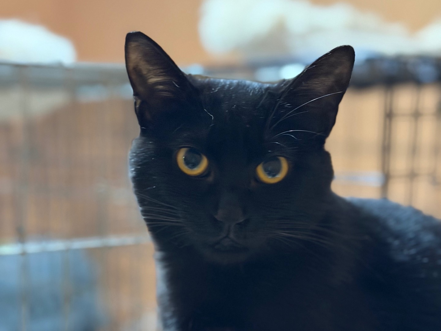 Adozione gatto, femmina, Razza sconosciuta Razza sconosciuta, 10 mesi, taglia non valida, Bologna