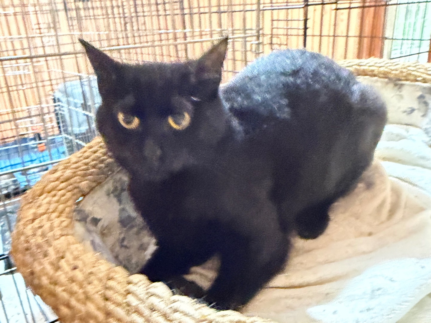 Adotta un gatto, femmina, 10 mesi, Bologna