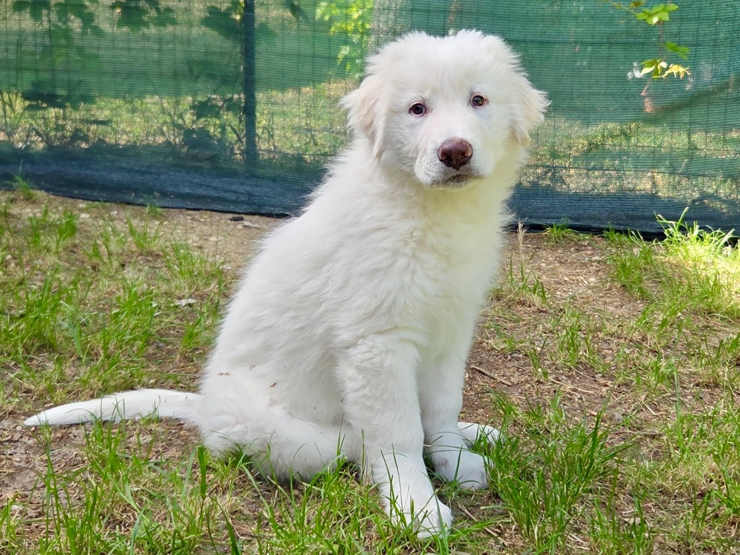 Adozione cane, maschio, Pastore maremmano Razza sconosciuta, 3 mesi, taglia gigante, Laquila