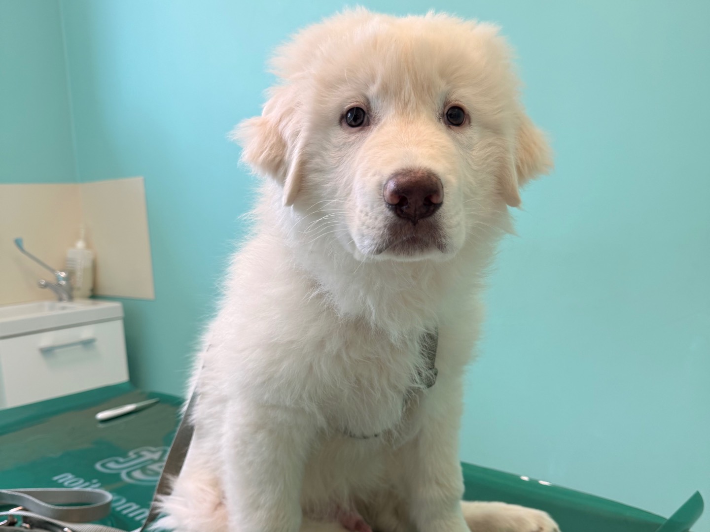 Adotta un cane, maschio, 3 mesi, Laquila