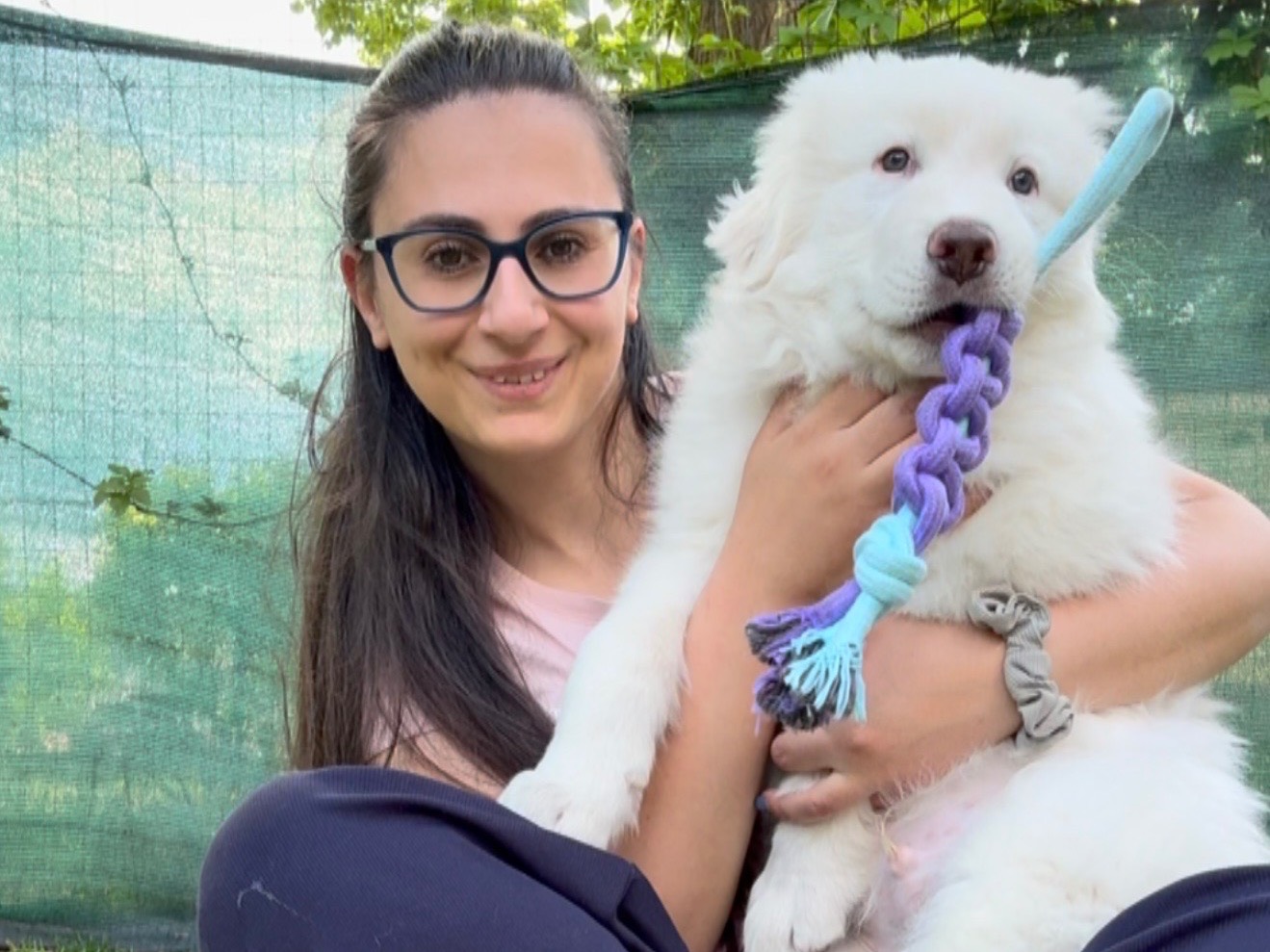 Adotta un cane, taglia gigante, maschio, Laquila