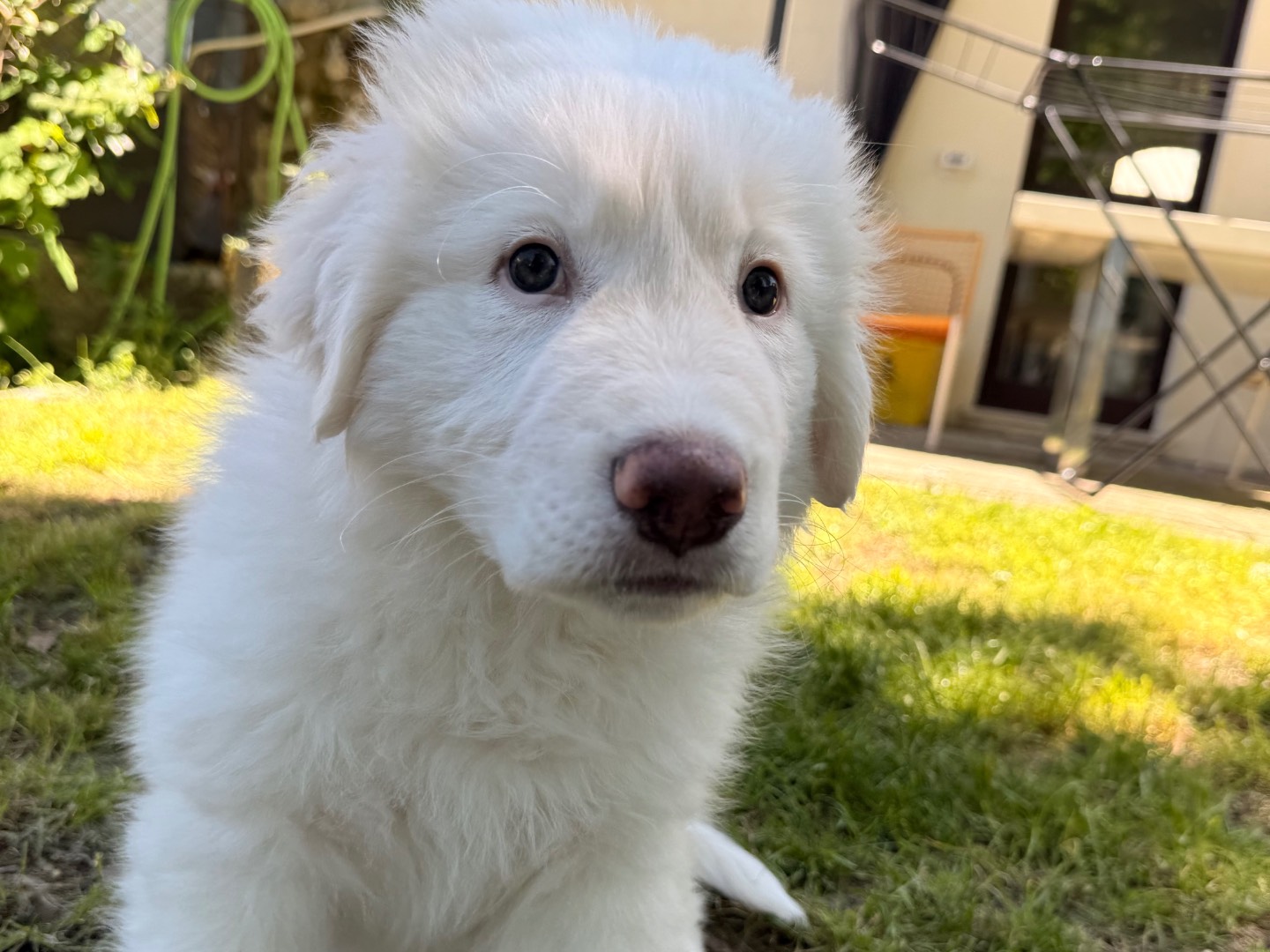 Vuoi adottare un cane a Laquila?