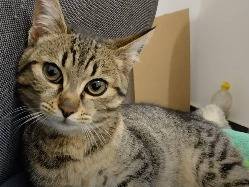 Adozione gatto, maschio, Razza sconosciuta Razza sconosciuta, 1 anno e 7 mesi, taglia non valida, Catanzaro