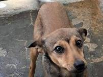 Adozione cane, maschio, Razza sconosciuta Razza sconosciuta, 3 anni e 10 mesi, taglia piccola, Catanzaro