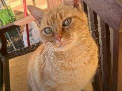 Adozione gatto, femmina, Razza sconosciuta Razza sconosciuta, 1 anno e 11 mesi, taglia non valida, Catanzaro