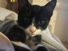 Adozione gatto, maschio, Razza sconosciuta Razza sconosciuta, 4 anni e 1 mese, taglia non valida, Catanzaro