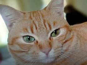 Adozione gatto, femmina, Razza sconosciuta Razza sconosciuta, 5 anni, taglia non valida, Catanzaro