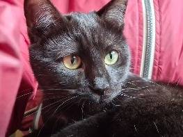 Adozione gatto, maschio, Razza sconosciuta Razza sconosciuta, 7 mesi, taglia non valida, Catanzaro