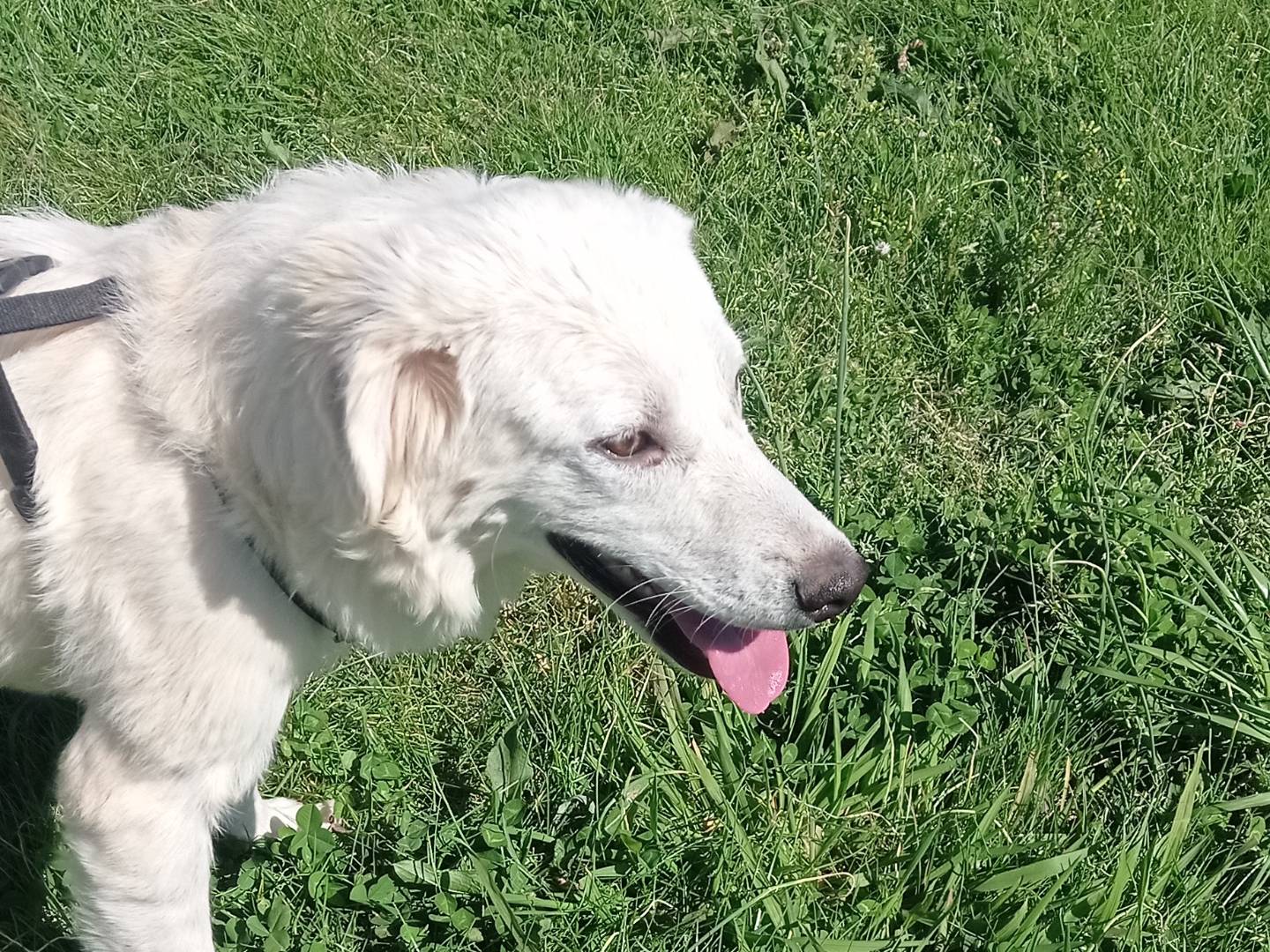 Adozione cane, femmina, Razza sconosciuta Razza sconosciuta, 10 mesi, taglia media, Catanzaro