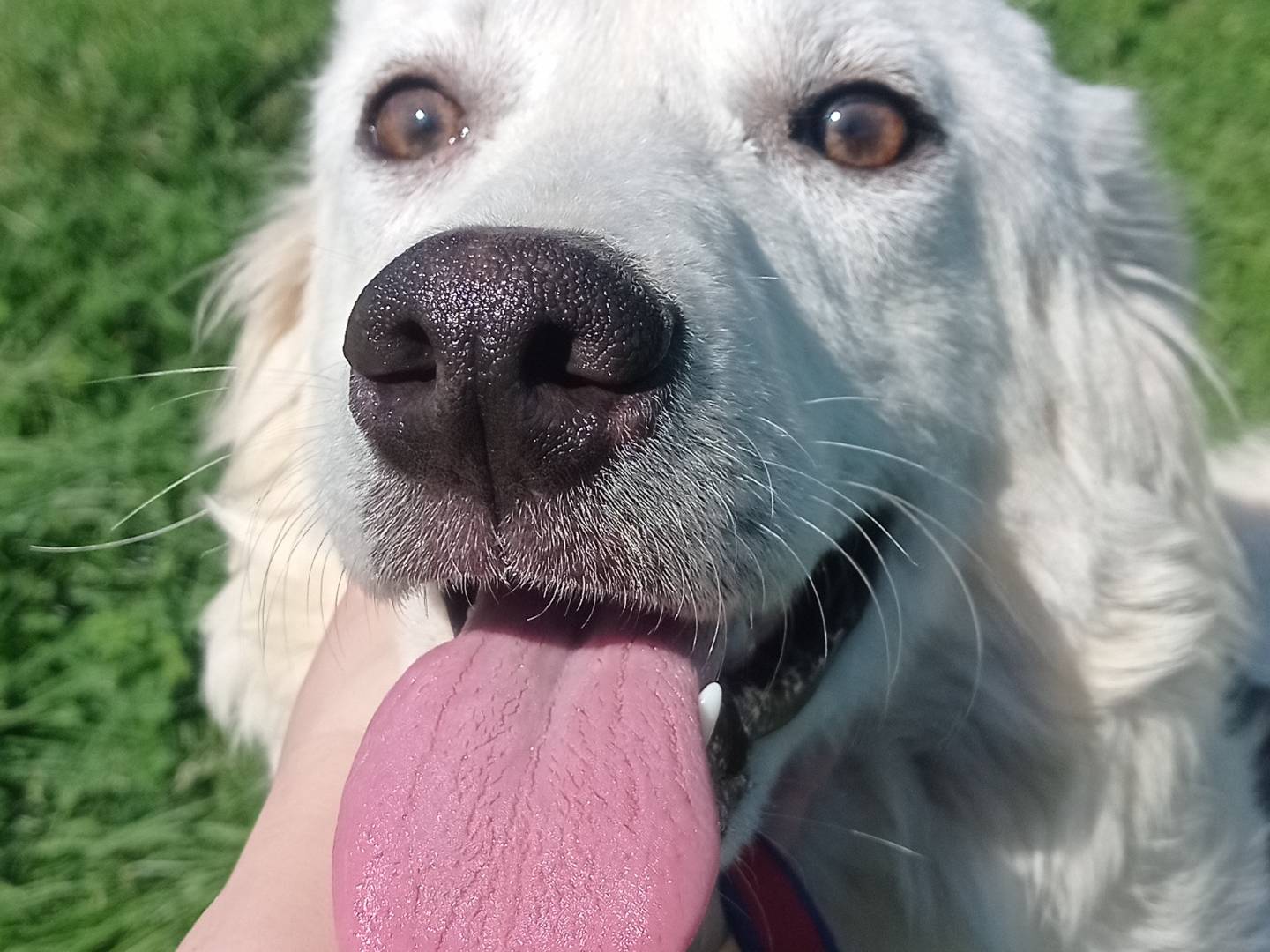 Adotta un cane, femmina, 10 mesi, Catanzaro