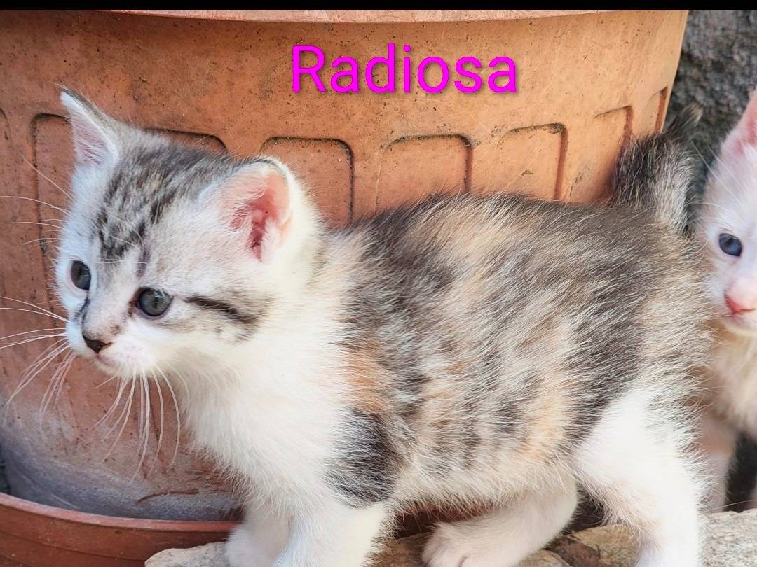 Adozione gatto, femmina, Razza sconosciuta Razza sconosciuta, 2 mesi, taglia non valida, Viterbo