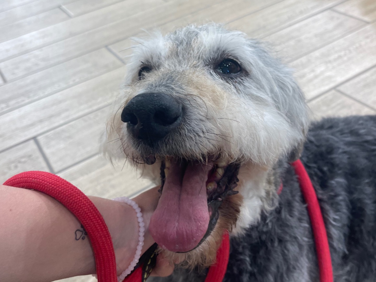 Adozione cane, maschio, Lagotto Razza sconosciuta, 16 anni e 4 mesi, taglia media, Perugia