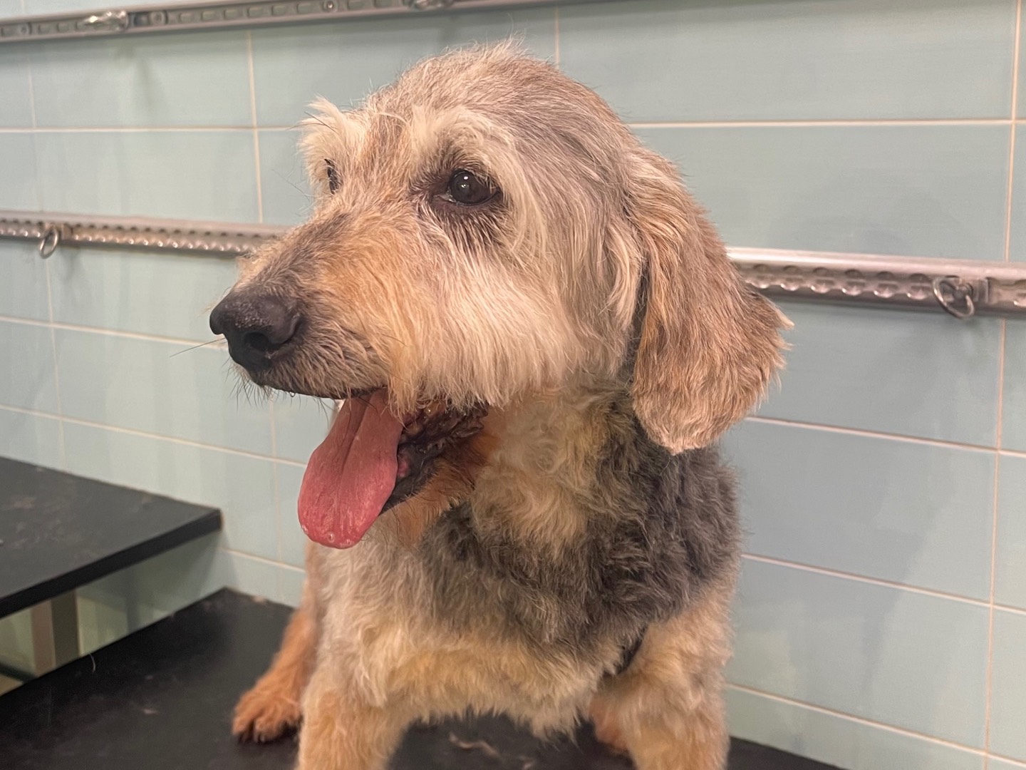 Adotta un cane, maschio, 16 anni e 4 mesi, Perugia