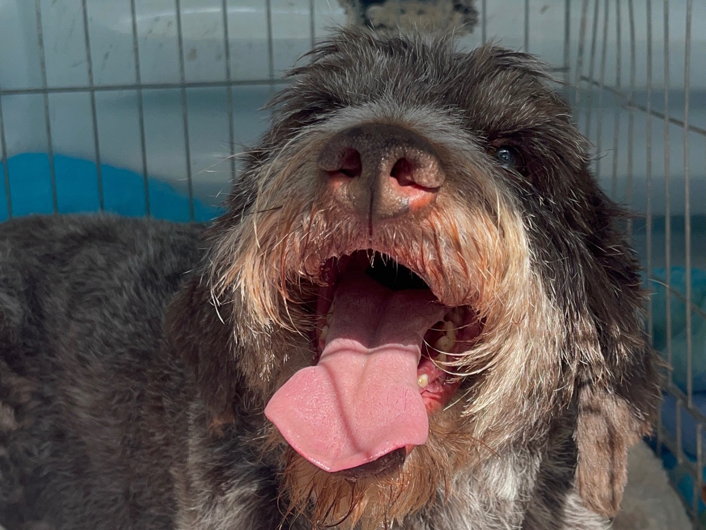 Adozione cane, femmina, Razza sconosciuta Razza sconosciuta, 9 anni e 4 mesi, taglia media, Perugia