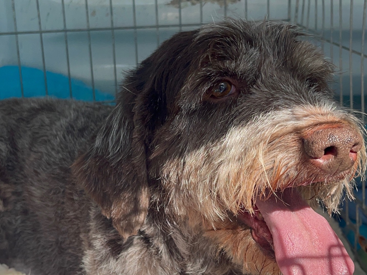 Adotta un cane, femmina, 9 anni e 4 mesi, Perugia