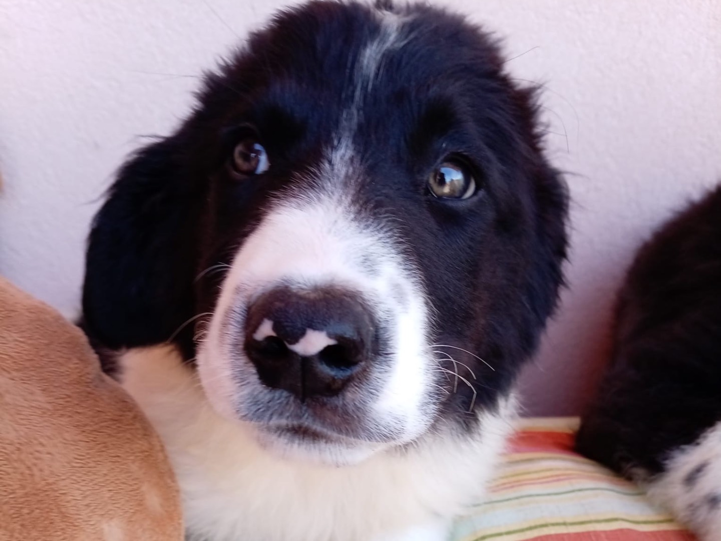 Adotta un cane, taglia media, maschio, Messina