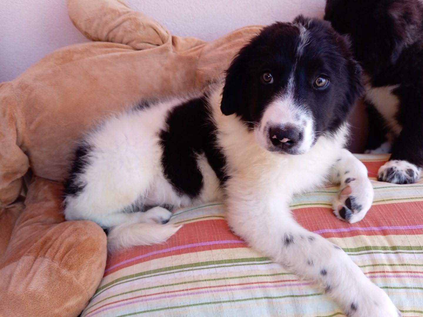 Adozione cane, femmina, Razza sconosciuta Razza sconosciuta, 3 mesi, taglia media, Messina